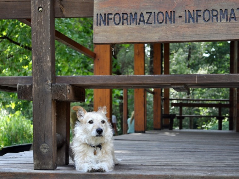 Pet-friendly готелі: стандарти та монетизація